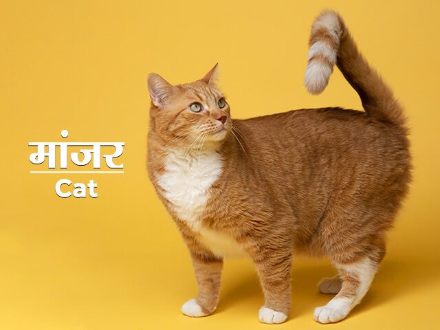 cat-information-in-marathi