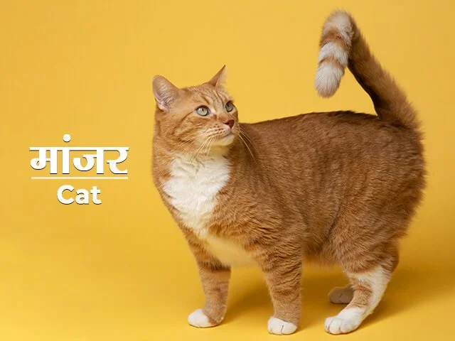 Cat Information in Marathi