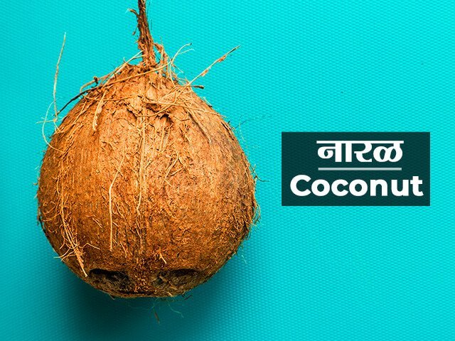 coconut-tree-information-in-marathi-majhi-marathi