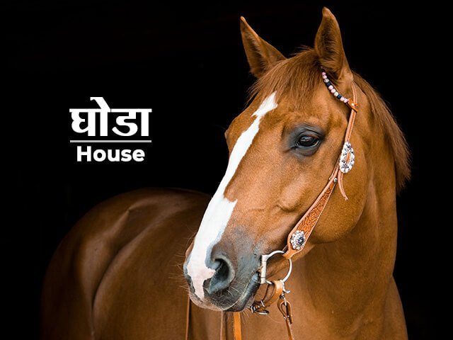 horse-information-in-marathi-majhi-marathi