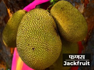 essay in marathi on jackfruit