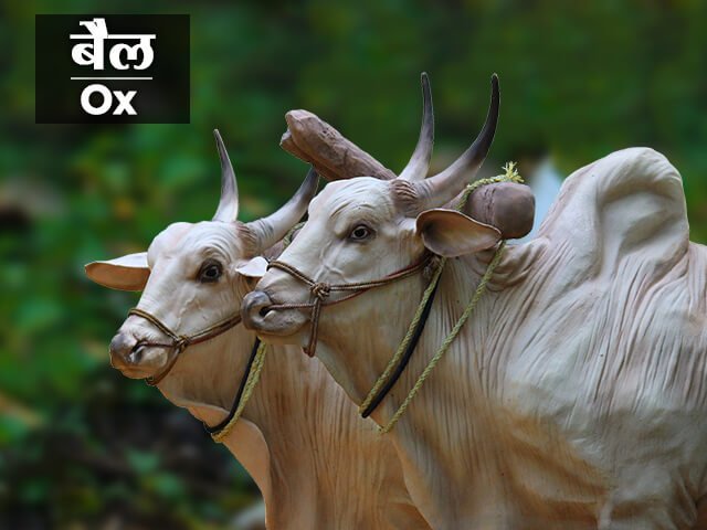 Ox Meaning In Marathi