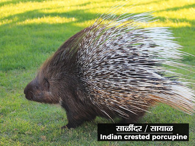 साळिंदर / सायाळ प्राण्याची माहिती - Sayal Animal Information in Marathi