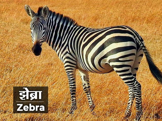 Zebra Information in Marathi