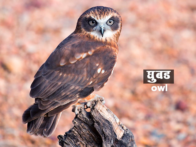 essay on owl in marathi