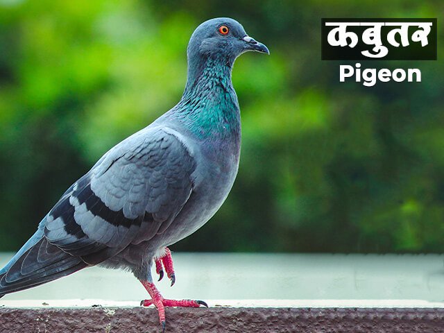 pigeon essay writing in marathi
