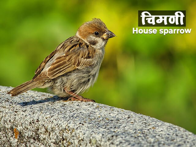 Sparrow Meaning In Marathi