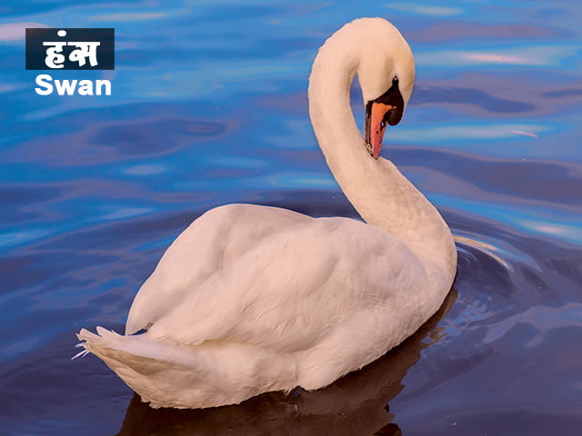 swan-information-in-marathi